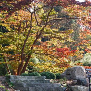 Washington Park Arboretum