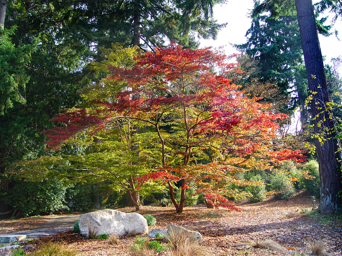 Washington Park Arboretum