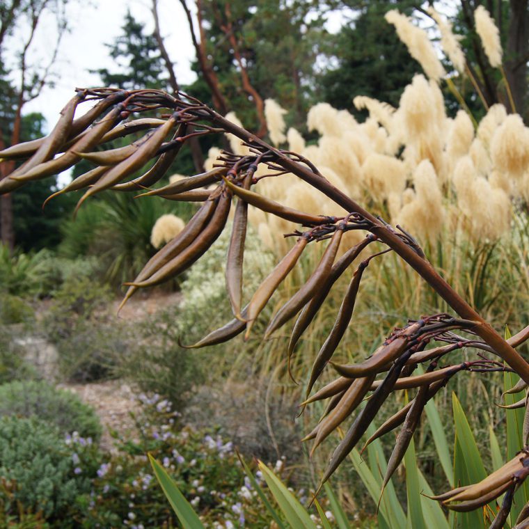 Washington Park Arboretum