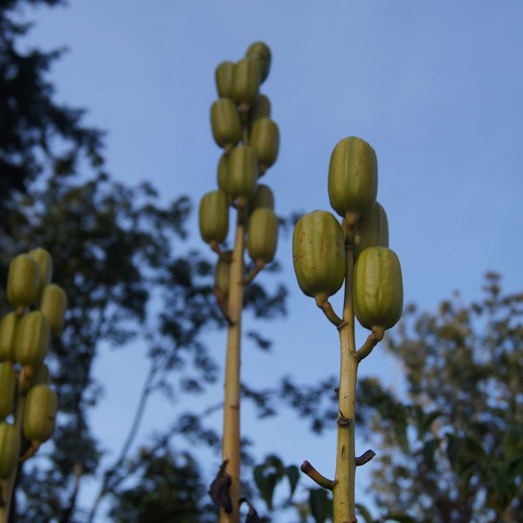 Washington Park Arboretum