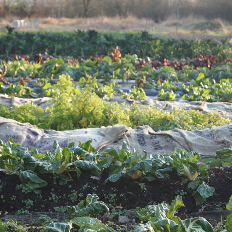 Rainier Beach Urban Farm & Wetland